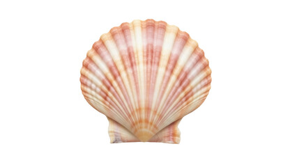 Isolated scallop shell, sea treasure souvenir, marine mollusk artifact, natural pattern, ocean life