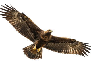 Obraz premium Isolated large golden eagle soaring with outspread wings in flight in natural light