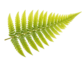 Isolated sprig of golden fern with pinnate leaves and leaflets, a tropical plant specimen