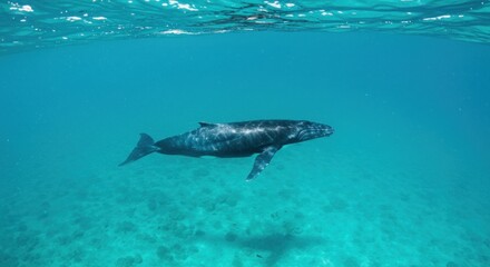 Humpback whale swimming underwater with sunlight reflecting aquatic animal in clear ocean