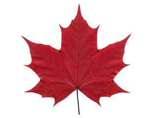 Isolated bright red maple leaf against a light backdrop, symbol of Canada and autumn time