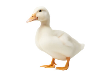 Isolated white duckling portrait with an orange bill and feet looking to the left side