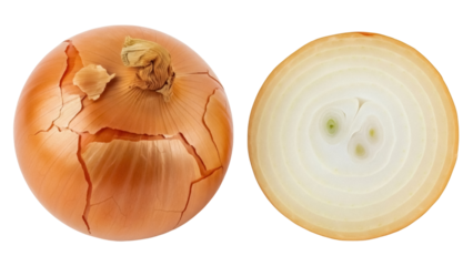 Isolated golden onion bulb with dry outer layers and cross section of an onion showing rings