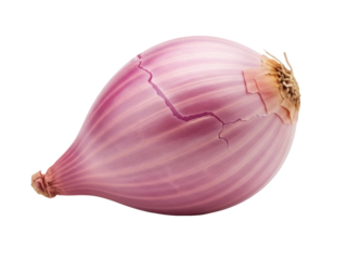 Isolated long shallot shows crack in skin and brown hairy top in a horizontal still life shot