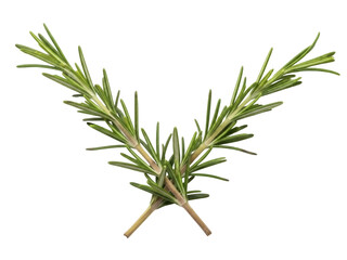 Isolated sprigs of fresh rosemary herb with aromatic needles and distinctive flavor for cooking