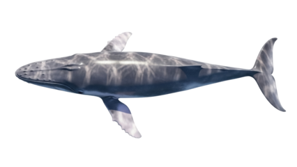 Isolated Humpback whale swimming marine wildlife undersea aquatic creature animal