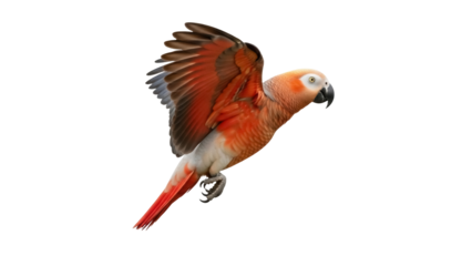 Isolated Parrot in Flight with Open Wings, Colorful Feathers and a Black Beak on Display