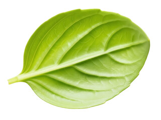 Isolated basil leaf is a fresh herb, healthy and aromatic culinary ingredient food item