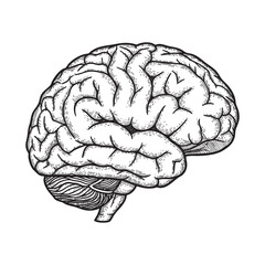 Human Brain Anatomy Vintage Engraving Illustration