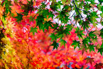maple leaves with colorful fall background