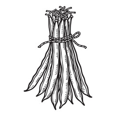 Bunch of Fresh Green Beans Vintage Engraving Art