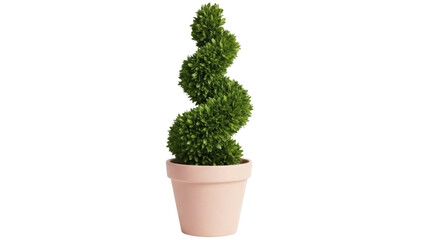 Isolated spiral shaped topiary in pot against a neutral backdrop, perfect for interior design