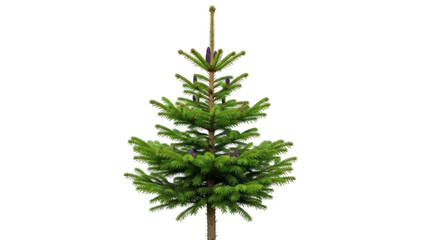 Isolated fir tree sapling with purple cones, ready for decoration or transplanting outdoors