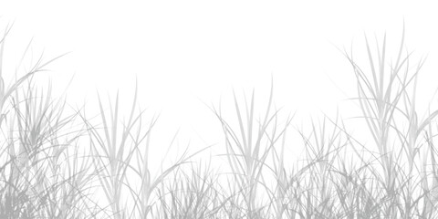 grass on white background. Leaves texture and background