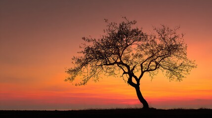 Silhouetted Tree Against a Vibrant Sunset Sky with Rich Orange, Pink, and Purple Hues, Creating a Serene and Tranquil Natural Landscape Scene