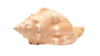 Isolated conch shell with natural orange coloring and spiral pattern, sea souvenir