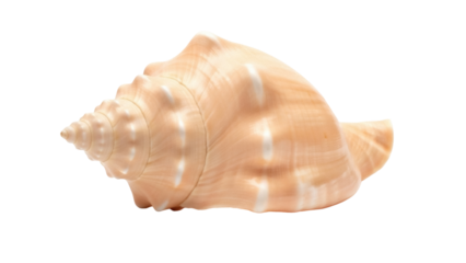 Isolated conch shell with natural orange coloring and spiral pattern, sea souvenir