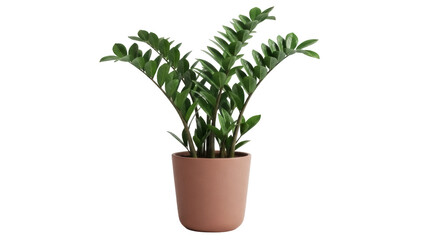 Isolated ZZ Plant in Pot for Indoor Home Decor, Potted Plant ZZ Growing Greenery
