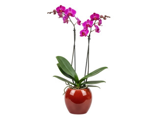 Isolated potted purple phalaenopsis orchid plant in a shiny red decorative vase with natural light