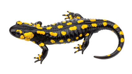 Isolated Fire Salamander, an amphibian with yellow spots on black, on a neutral background