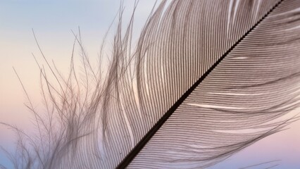 Obraz premium Extreme Macro of Soft Bird Feather Texture