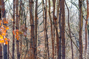 Close-up of idyllic woodland at German village of Zeppelinheim on a sunny autumn day. Photo taken November 22nd, 2025, Frankfurt am Main, Germany.