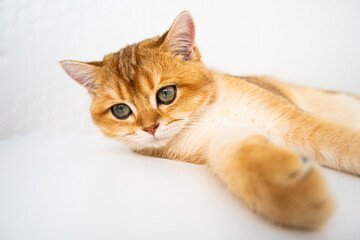 A fluffy orange cat A British Golden Chinchilla with striking green eyes is lying peacefully on a white background lies under the rays of the sun