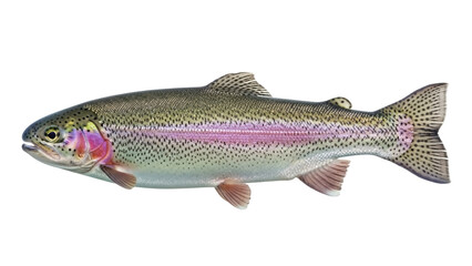 Isolated Rainbow Trout Fish, Side View with Pink Stripe, Aquatic Animal, Wildlife Specimen