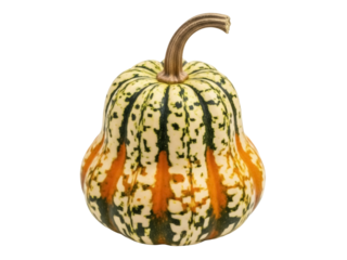 Isolated gourd squash close up, colorful pumpkin, decorative autumn harvest vegetable food