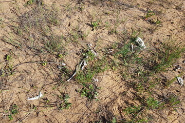 Fototapeta premium Scattered animal bones lie on dry, sandy earth with sparse green sprouts in the springtime sun