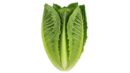 Isolated Romaine lettuce head, healthy vegetable used in salads, food photography, vegan fare