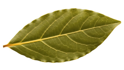 Isolated Bay Leaf, a Culinary Herb with Veins, Aromatic Spice for Flavoring Food