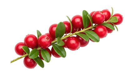 Isolated cranberries lingonberries on branch, fresh, ripe, sweet raw edible, healthy food