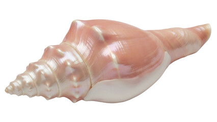 Isolated sea conch shell with pink and white coloring, ocean mollusk home, ocean artifact
