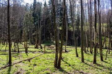 Fototapeta premium Dappled sunlight illuminates a vibrant green forest floor amidst a quiet, ancient woodland. New growth signifies nature's resilient awakening in early spring