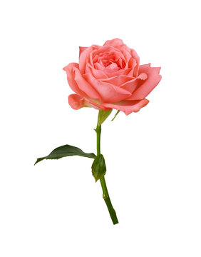 Single coral rose flower  isolated on white or transparent background