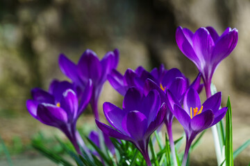 Violet crocuses in early spring garden. Close-up of flowering crocuses Ruby Giant on natural green background. Soft selective focus.