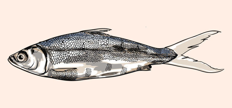 Vintage Asian Milkfish Illustration