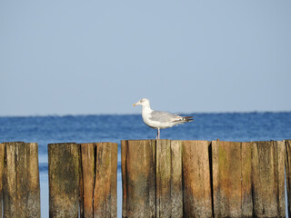 seagulls on the pier