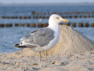 seagull on the beach