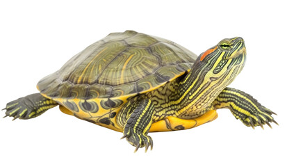 Obraz premium Isolated red-eared slider turtle is looking upward, popular pet, nature and wildlife concept