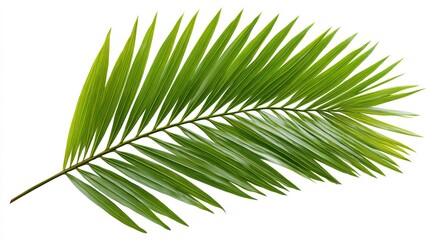 Obraz premium Lush green tropical palm leaf isolated on a pure white background