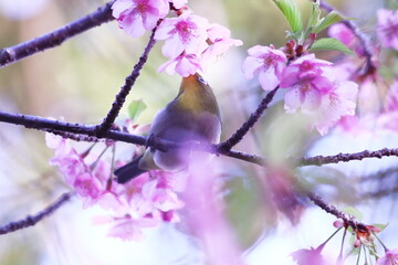 桜の蜜を吸うメジロ