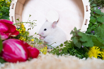 Syrian hamster play with an hamster wheel in his cage with flowers