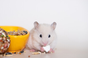 Cream colored syrian hamster eating