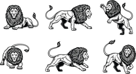 Collection of lion illustrations set black and white vector graphic showing various poses of male lion with mane for sport mascot or emblem design © ASH Labs