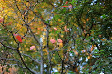 東京散歩　夜明け前の汐留湾岸地区