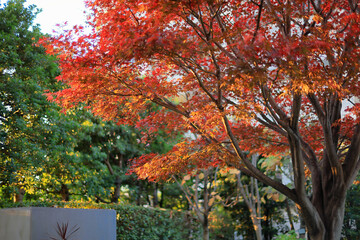 東京散歩　夜明け前の汐留湾岸地区
