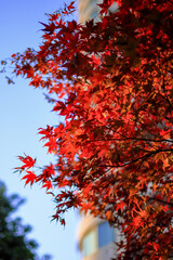 東京散歩　夜明け前の汐留湾岸地区