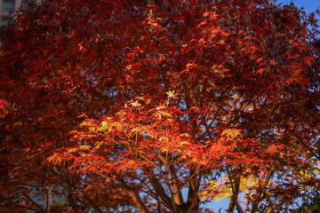 東京散歩　夜明け前の汐留湾岸地区